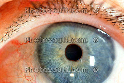 Lens, Cornea, Eyeball, iris, pupil, eyelash, Round, Circular, Circle, Sclera