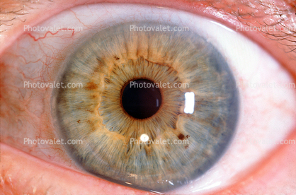 Lens, Cornea, Eyeball, iris, pupil, veins, Round, Circular, Circle, Sclera