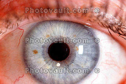 Eyeball, Iris, Lens, Pupil, Eyelash, Cornea, Sclera, Round, Circular, Circle