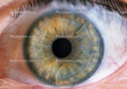Eyeball, Iris, Lens, Pupil, Eyelash, Cornea, Sclera, Round, Circular, Circle