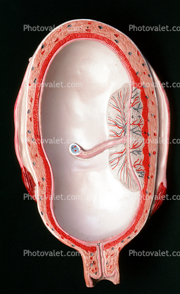 Uterus, Womb, Fetus, Embryo