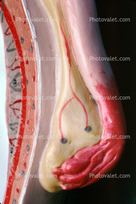 fallopian tube, ovary