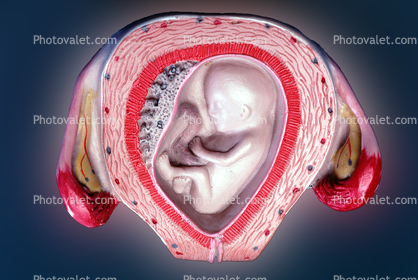 Uterus, Womb, Fetus, Fallopian tube