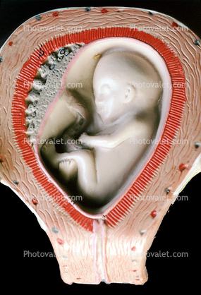 Fetus, Womb
