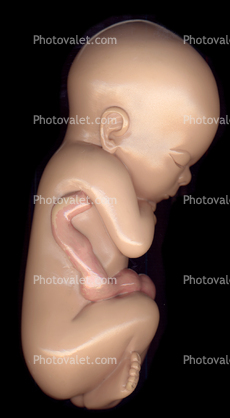 Fetus, Embryology, Fetal Development