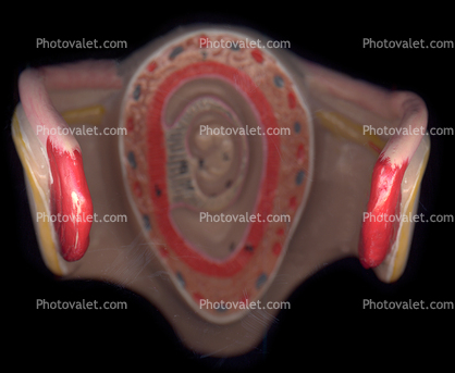 Cervix, Fallopian Tubes, Uterus