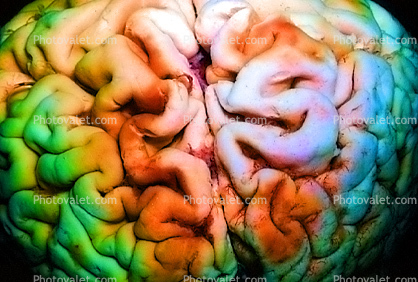 Real Human Brain