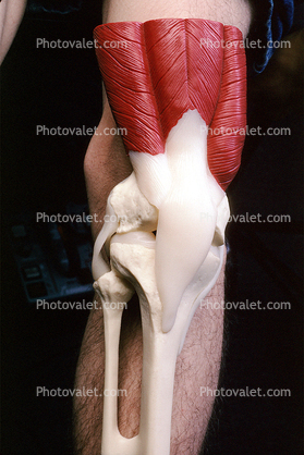 Muscle, Elbow, Joint