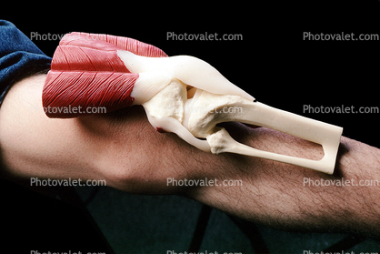 Muscle, Elbow, Joint