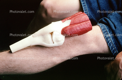 Muscle, Elbow, Joint