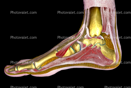 Foot, Toes, Joints, Ankle, Heal, Skin, Epidermis, Muscles, Ligaments