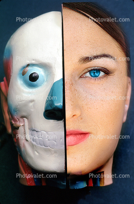 Face, Bone, skeleton, skull