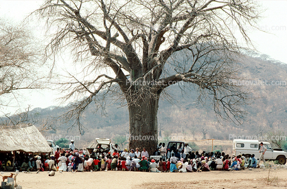 Well Baby Clinic, Baobab Tree, Adansonia, Rushinga
