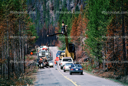 Clearing Dead Trees from the Fire