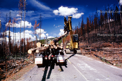Logging Truck, Crane, clearing out burned trees from the great fire