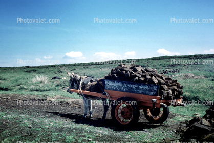 Peat Moss, donkey, cart