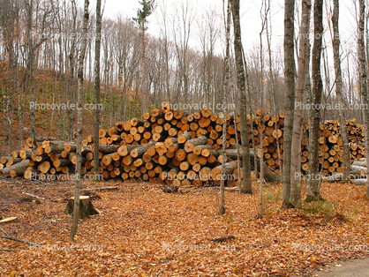 Logs, stacked, stacks, pile, Michigan