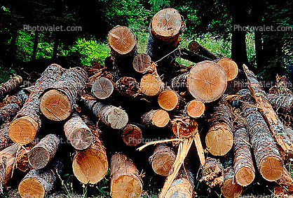 Logs, stacked, stacks, pile, Mt Rainier, Washington