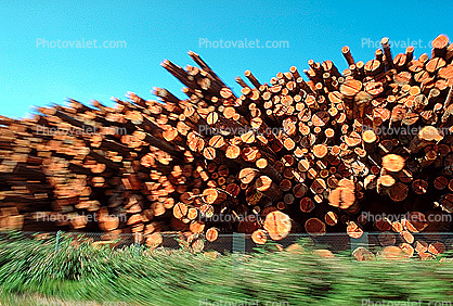 evergreen, conifer, log, pile, stack