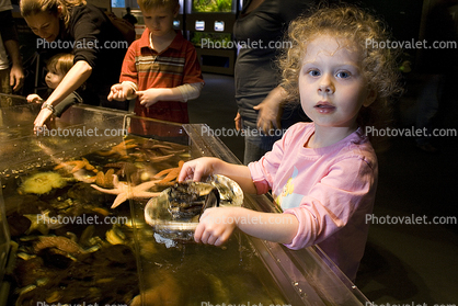 Girl playing with Sea Life, touch tank, hands-on, aquarium, sealife, starfish, hands-on exhibit, touch