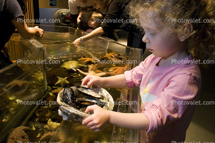 Girl playing with Sea Life, touch tank, hands-on, aquarium, sealife, starfish, clams, abalone, hands-on exhibit, touch