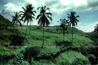 Palm Trees, Hills