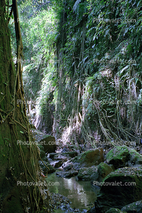 Banyan Tree, stream