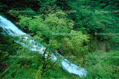 Kegon Falls, Kegonnotaki, Trees, Nikko
