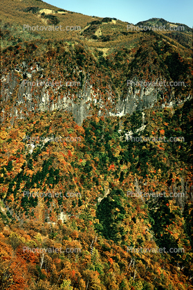 Forest, Woodlands, Mountain, Nikko, autumn