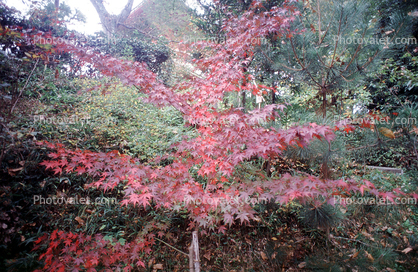Japanese Maple tree, Trees, Forest, Woodlands, Autumn, Fall Colors