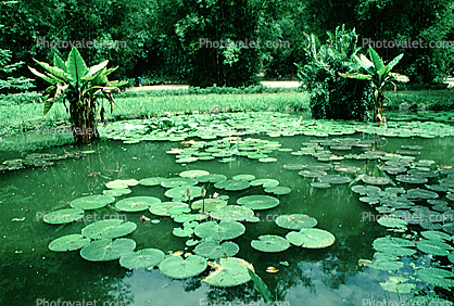 Lily pads, toadstools, broad leaved plant