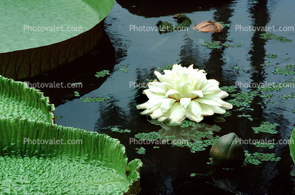 Giant Lily Pads, toadstools, broad leaved plant, Victoria water-lilies, Angiosperms, Nymphaeales, Nymphaeales