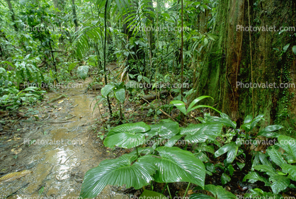 Rain Forest, Jungle, verdant