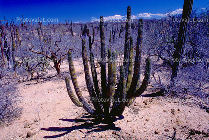 desert, shrub, cactus, Dierra de la Laguna, Baja California Sur, Dirt, soil