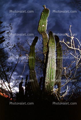 desert, night, cactus, Dierra de la Laguna, Baja California Sur