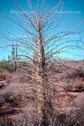 Cirios Tree, Bahia de Los Angeles, Baja California Norte