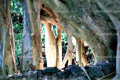 (Ficus insipida), a kind of giant wild fig tree, Roots, Tepoztlan, Moraceae