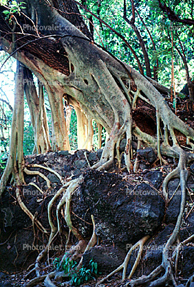 (Ficus insipida), a kind of giant wild fig tree, Roots, Tepoztlan, Moraceae, Morelos, Mexico