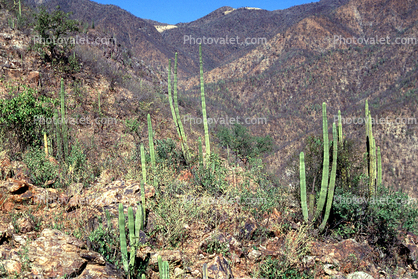 desert, mountains, hills, Batopilas, Chihuahua