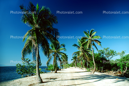 palm tree, tree lined road, sand, beach, ocean