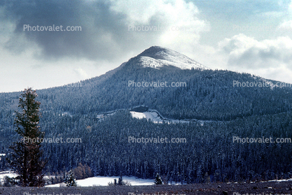 Forest, peak, Crowsnest Pass area
