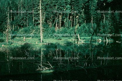 Lake, woodland, reflection, water