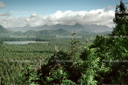 Mountains, Thick Forest, woodlands, lake, water, Pacific Rim National Park