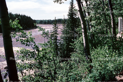 Forest, River, Water, Trees