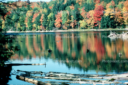 fall colors, reflection, reflecting, pond, lake, water, Forest, Woodlands, autumn
