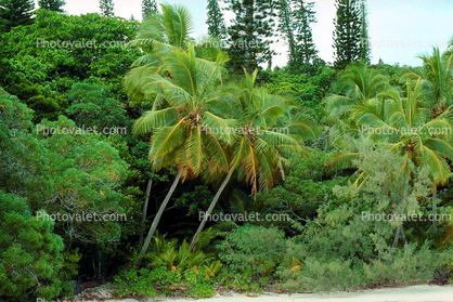 Palm Trees, Tropical Island