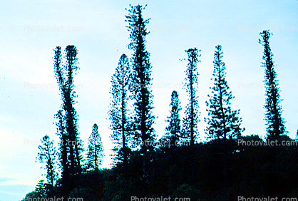 Tropical Pine Trees, Island