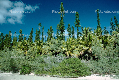 Tropical Pines, Beach, Palm Trees, forest