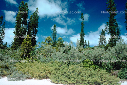 Tropical Pine Trees, Island, Coral Reef
