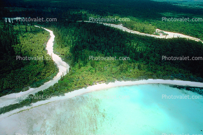 Forest, Trees, Pacific Ocean, Isle of Pines, New Caledonia, shore, shoreline, coast